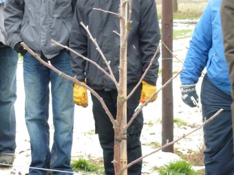 A young Cheerfull Gold tree after pruning. To stimulate growth, Brian has cut the this year's growth back to the